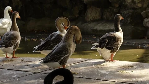 Geese preen feathers while standing by the water edge in a zoo pond area. Calm Stock Footage 325787741