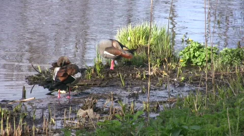 Geese pruning Stock Footage 123361
