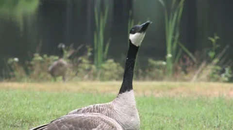 Geese Rack Focus Stock Footage 20487089
