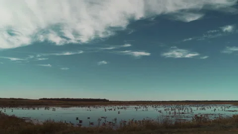 Geese resting in a large pond Stock Footage 144357254