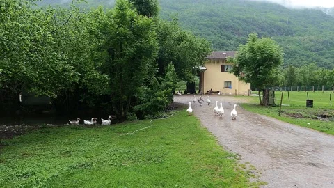 Geese return to the farm Stock-Footage 241942159