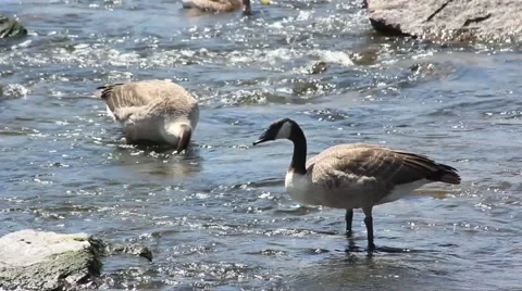 Geese in River Current Stock Footage 52758362