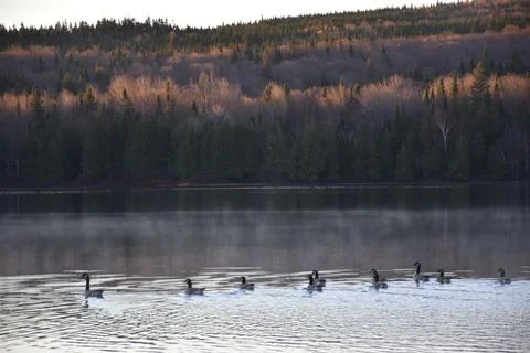 Geese on the River in the fall Stock Photos