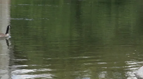 Geese on River Video stock 34079363