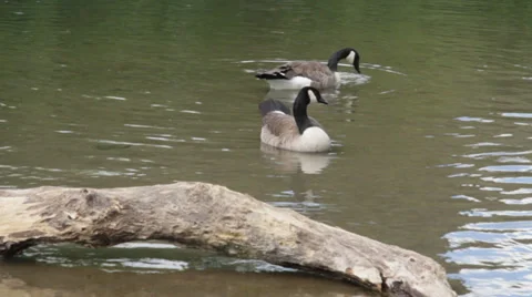 Geese on River 스톡 동영상 34081481