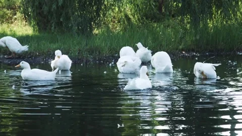 Geese on the river Stock Footage 100533077