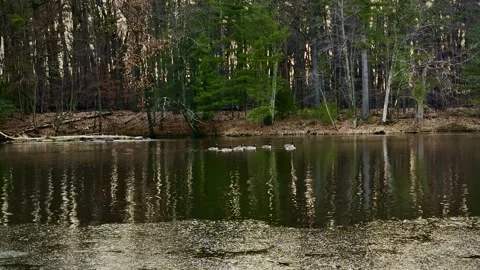 Geese on the river Stock Footage 230032787