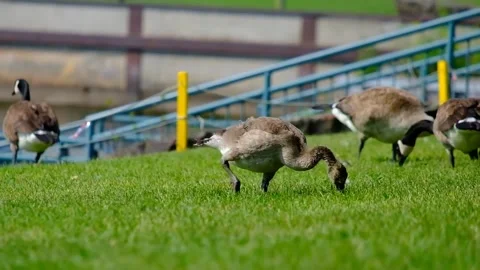 Geese on the River Video stock 230362801