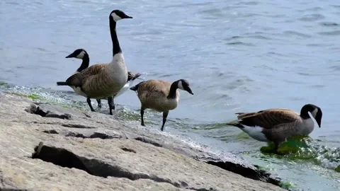 Geese on the River Video stock 230364384