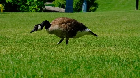 Geese on the River Video stock 230364687