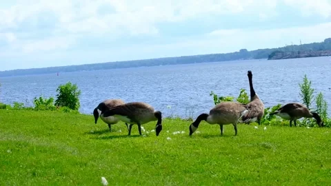 Geese on the River Stock Footage 230370737