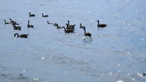 Geese on the River Video stock 230405684