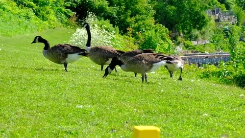Geese on the River Video stock 230413238