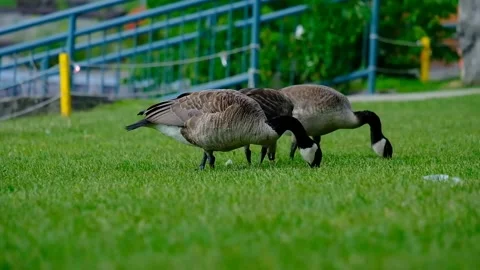 Geese on the River Video stock 230417841