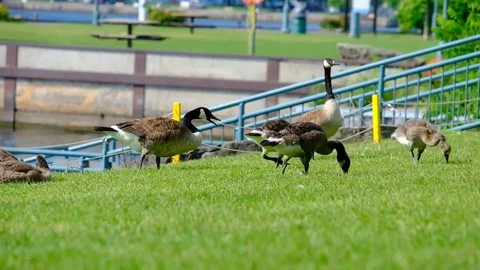 Geese on the River Video stock 230418016