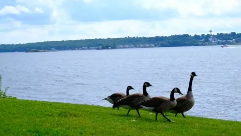 Geese on the River Video stock 230434530