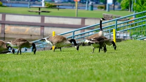 Geese on the River Video stock 230443433