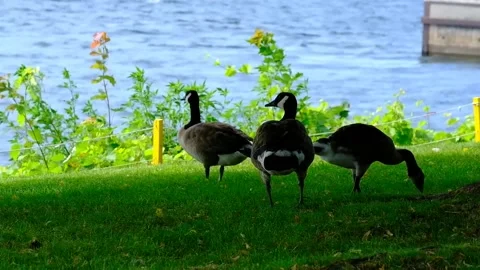 Geese on the River Stock Footage 230445536
