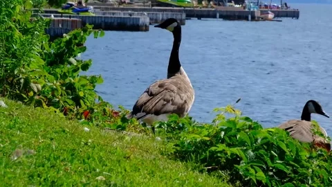 Geese on the River Video stock 230457255