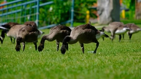 Geese on the River Video stock 230465058