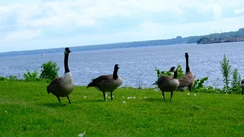 Geese on the River Video stock 230465416