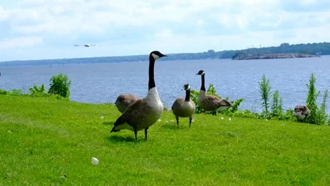 Geese on the River Stock Footage 230465582