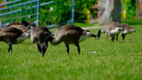 Geese on the River Video stock 230466092