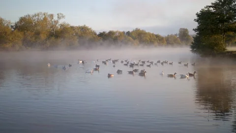 Geese on river with mist rising from it Stock Footage 140401421