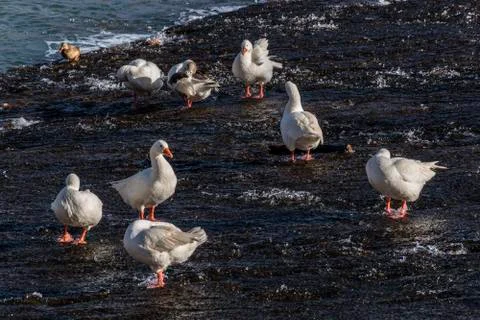 Geese in the river Stock Photos