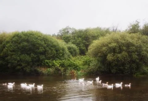 Geese on the river Foto stock