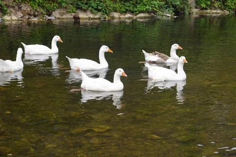 Geese in the river Stock Photos