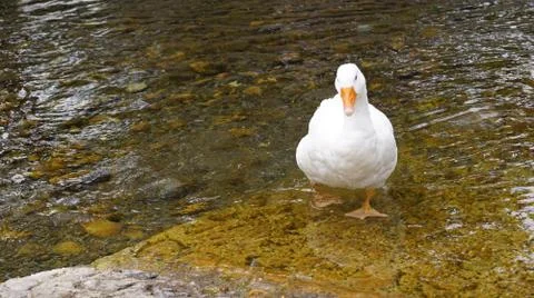 Geese in the river Stock Photos