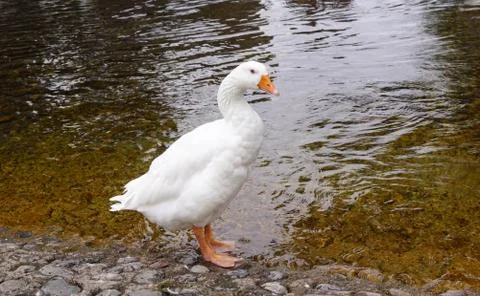Geese in the river Stock Photos