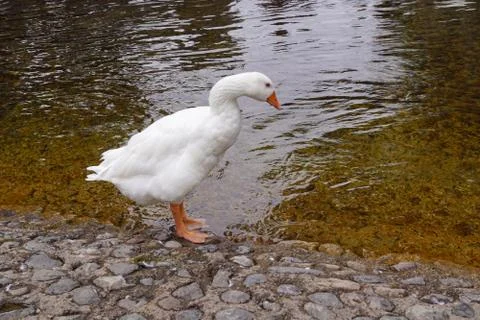 Geese in the river Stock Photos