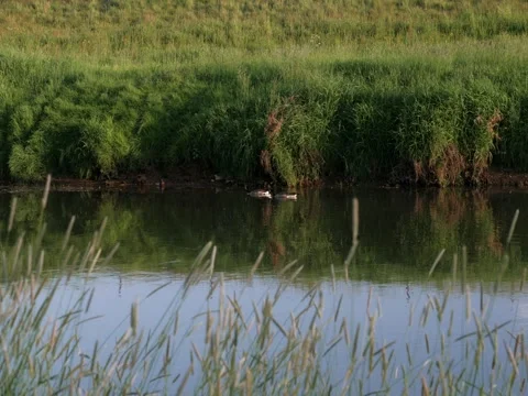 Geese on a river on a warm, summer day Видео 342340045