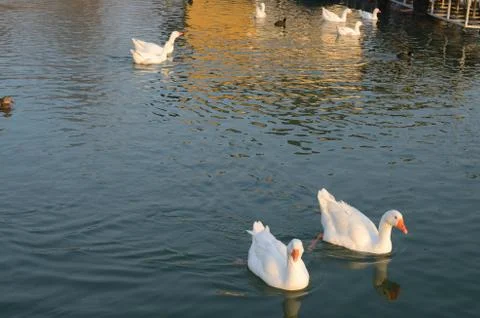 Geese on River in Winter Stock Photos
