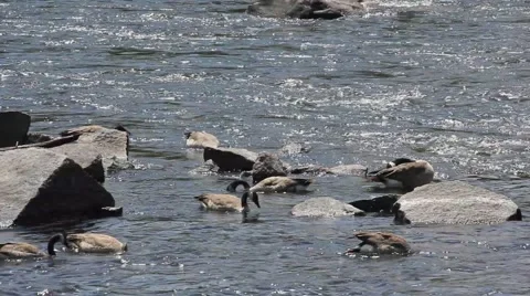 Geese by Rocks Feeding Stock Footage 52791003