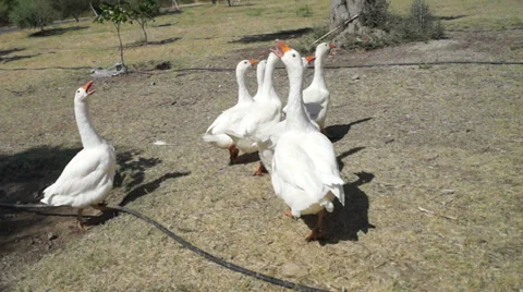 Geese Run In The Field Stockbeeldmateriaal 29148636