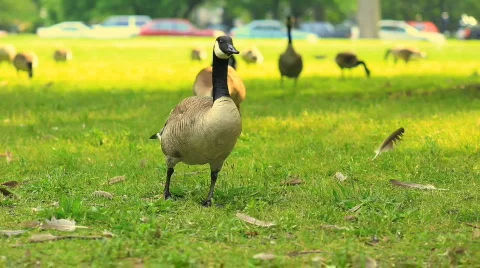 Geese running in an open field Vídeos de archivo 458325
