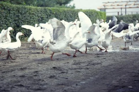 Geese running Stock Photos