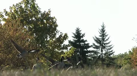 Geese scene 2 動画素材 12234685