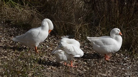 Geese self cleaning Stock Footage 124290336