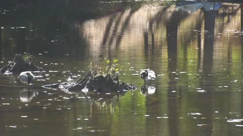 Geese in Shallow Lake Stock Footage 12320110