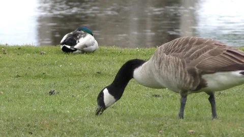 Geese on the shore of the lake. Stock Footage 75164809
