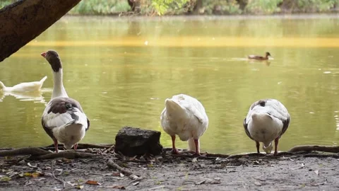 Geese on the shore of a lake Stock Footage 146689061