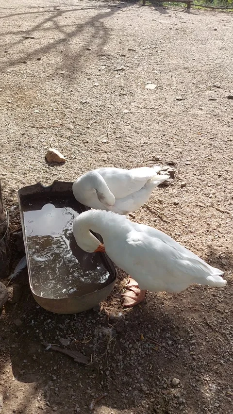 Geese Short Video Video stock 251457773