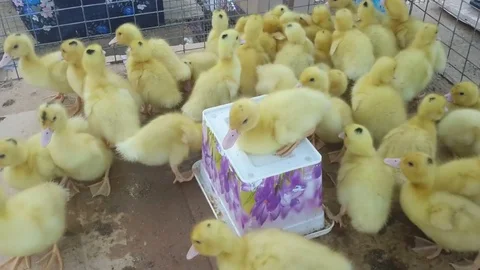 Geese sit in a cage Stock Footage 77206215