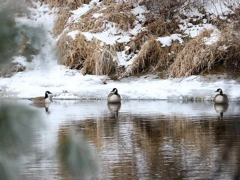 Geese sitting on the river in winter Stock Photos