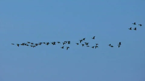 Geese in sky Video stock 844833