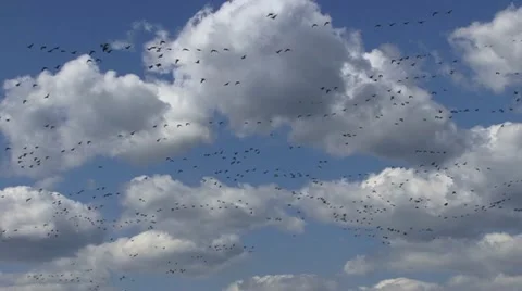 Geese in the sky Stock Footage 18184909